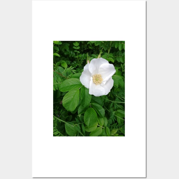 White wild rose Wall Art by esvb